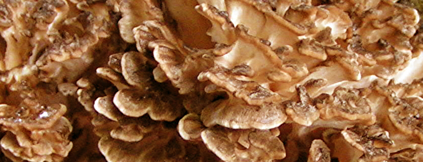 maitake mushroom