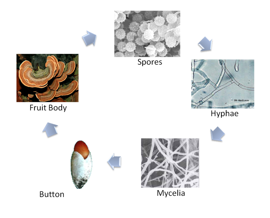mushroom lifecycle or fungi lifecycle