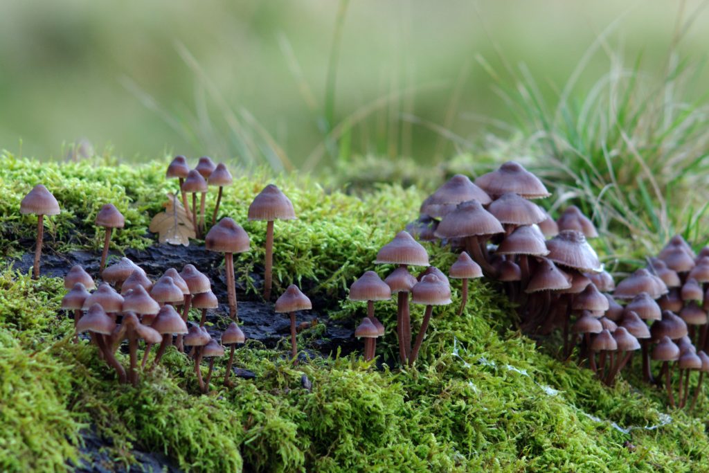 mushrooms or fungi and moss