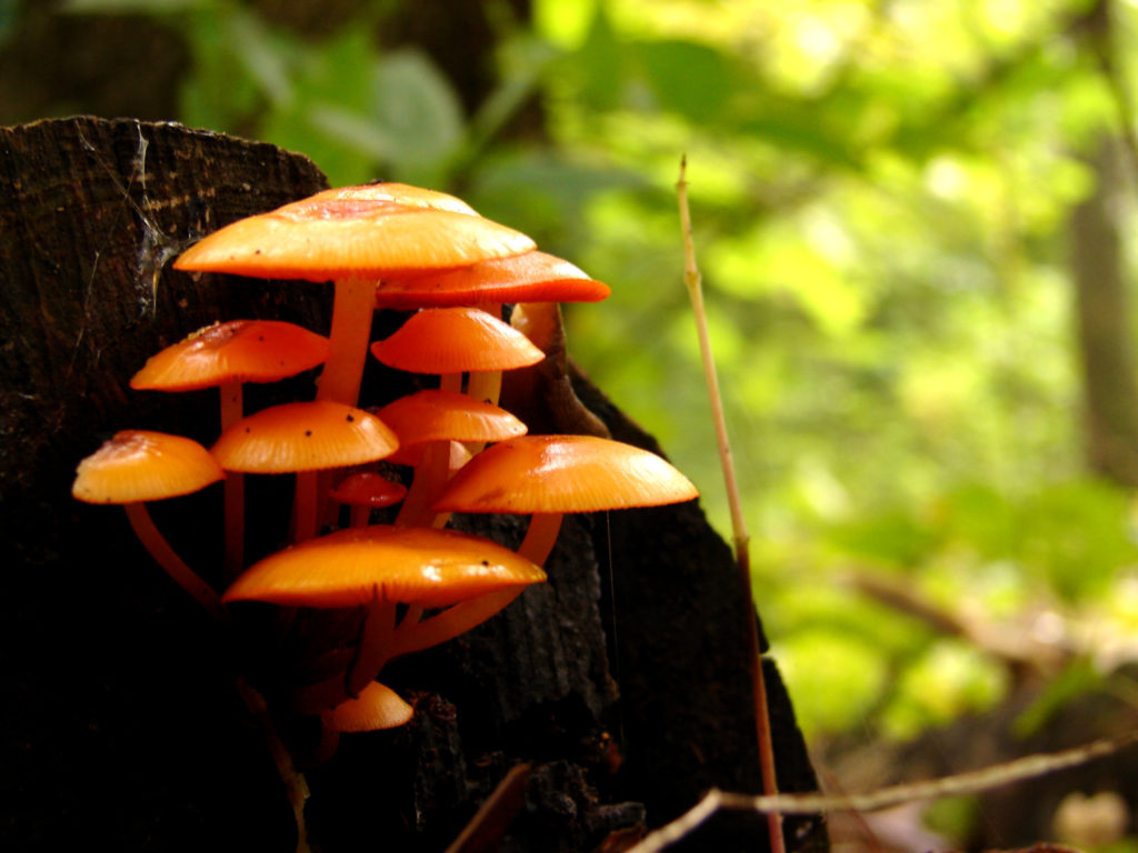 mycena leaiana mushrooms on wood